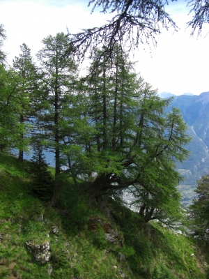 Bäume im Alpenraum / 2