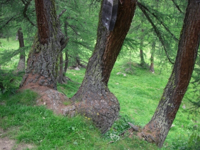 Bäume im Alpenraum / 3