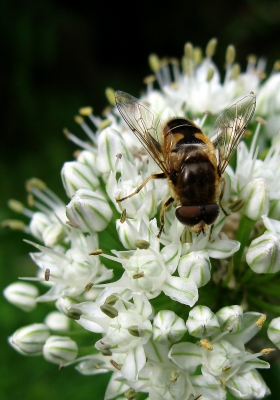 Schwebefliege