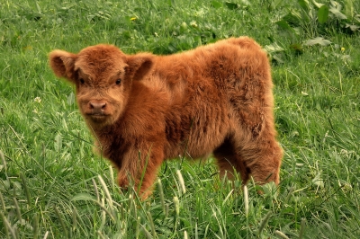Highland-Cattle-Kälbchen
