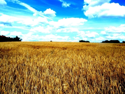 Getreidefeld vor blauem Himmel