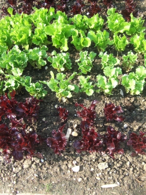 Salatpflänzchen im Gemüsebeet