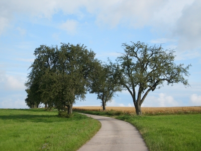 Drei Bäume am Weg