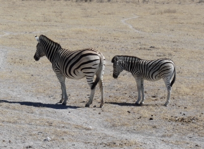 Zebras im Etosha-Park Namibia 1