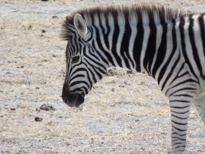 Zebras im Etosha-Park Namibia 2