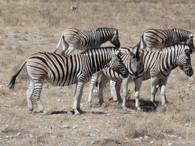 Zebras im Etosha-Park Namibia