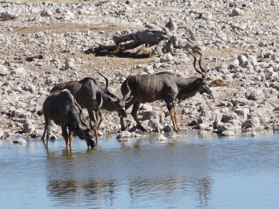 Kudu-Antilopen am Wasserloch (Etoscha Namibia)