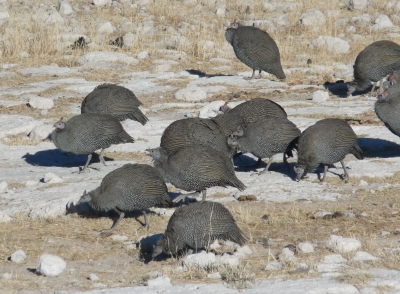 Perlhühner (Namibia)