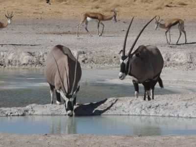 Oryx und Springbock am Wasserloch (Namibia)