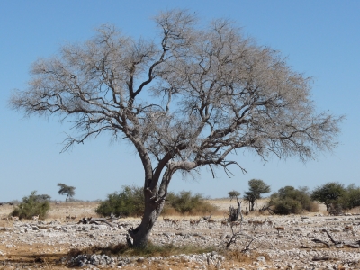 Auf dem Weg zur Wasserstelle (Etosha Namibia)