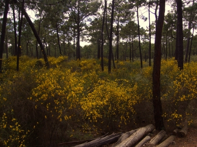 Der gelbe Ginster blüht an der Algarve schon im Februar