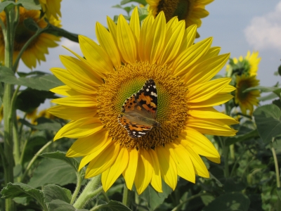 Sonnenblume mit Besucher