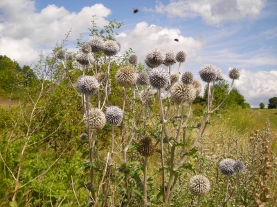 Kugeldistel