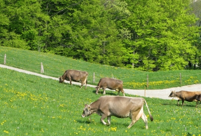 Glückliche Kühe auf der Alp