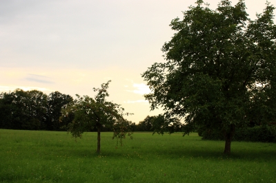 Obstbäume am Abend...