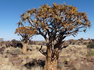 Köcherbäume (Namibia)
