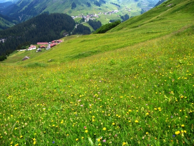 Bergwiese Lechtaler Alpen