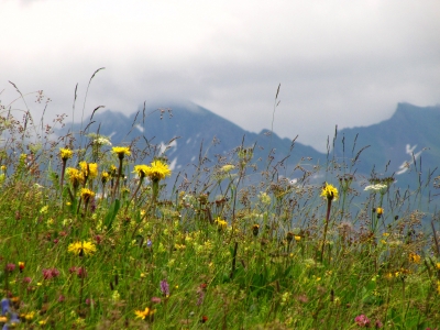 Bergblumenwiese vor Alpengipfel