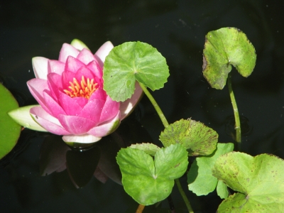 Seerose im Gartenteich