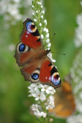 Schmetterling 2