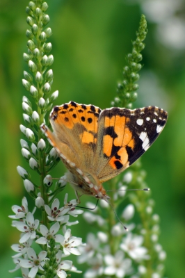 Schmetterling 1