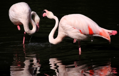 kämpfende Flamingos