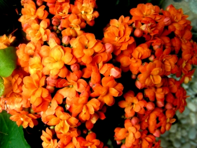orangerote Blüten
