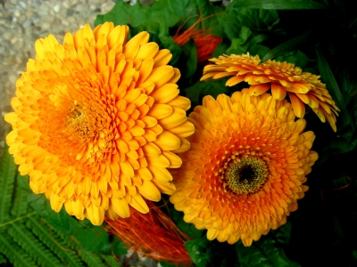 gelbe grosse Blüten