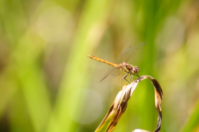 Libelle am Schilf