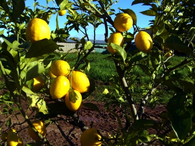Zitronenbäume wuchsen am Straßenrand