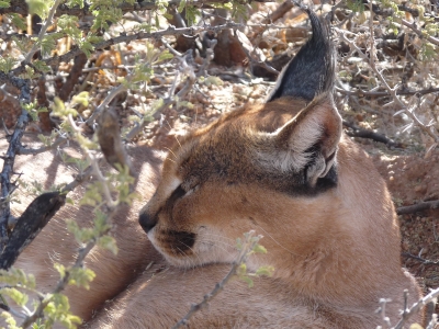 Karakul-Wildkatze (Namibia) 1