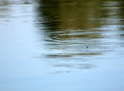 Über`s Wasser laufen