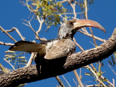 Rotschnabeltoko (Namibia)