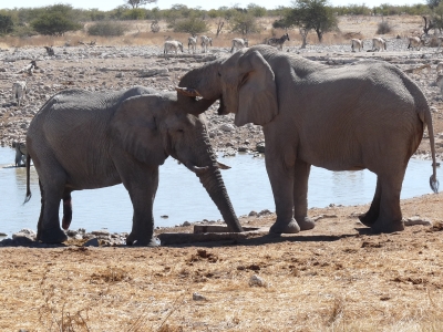 Elefanten im Etosha-Park (Namibia)