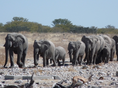 Elefantenherde (Etosha Namibia)