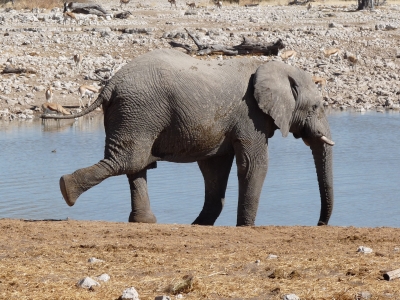 Ein Tänzchen am Wasser (Etosha Namibia)
