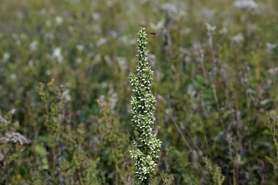 Allgäu 1 - Bergwiese