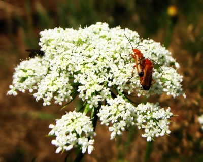 Spiel der Natur