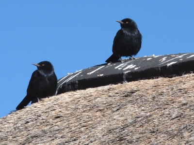 Bergstare am Fish River Canyon (Namibia)