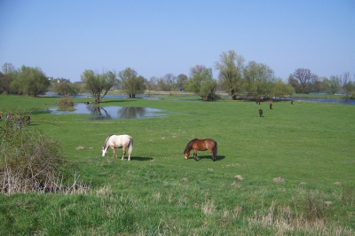 Wiese im Oderbruch