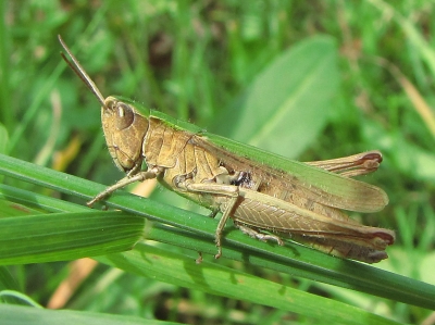 Bunter Grashüpfer 2