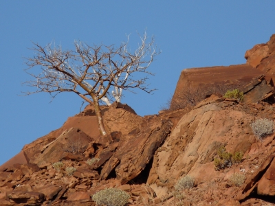 Felsen bei Twyfelfontein (Namibia)