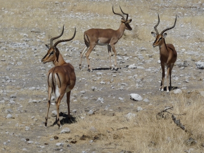 Schwazgesicht-Impala