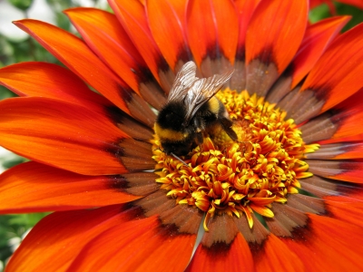 Biene auf Gazenie