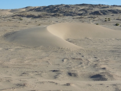 Sicheldüne in der Namib-Wüste