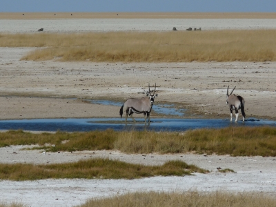 Oryx in der Etosha-Pfanne (Namibia)
