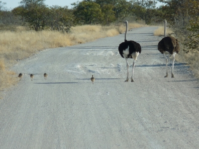 Straußenfamilie /Etosha,Namibia