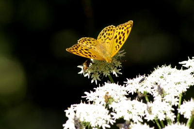 Allgäu 11 - Schmetterling auf der Siedelalpe