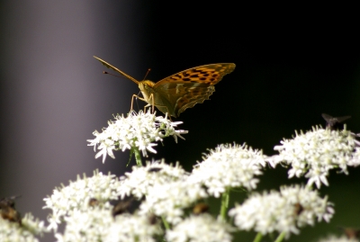 Allgäu 10 - Schmetterling auf der Siedelalpe