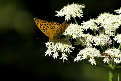 Allgäu 12 - Schmetterling auf der Siedelalpe